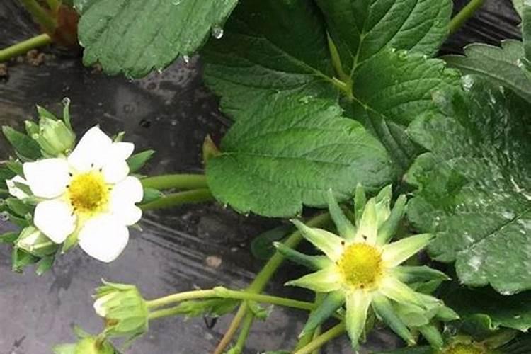 草莓施肥时间和方法