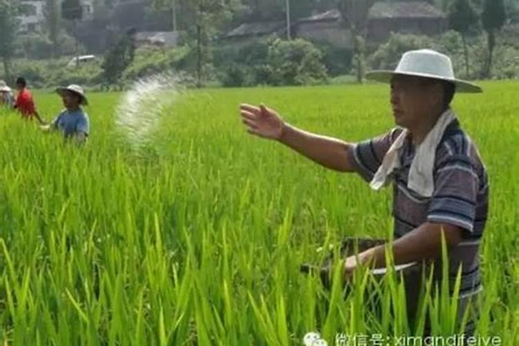 复合肥撒施后不浇水可以吗