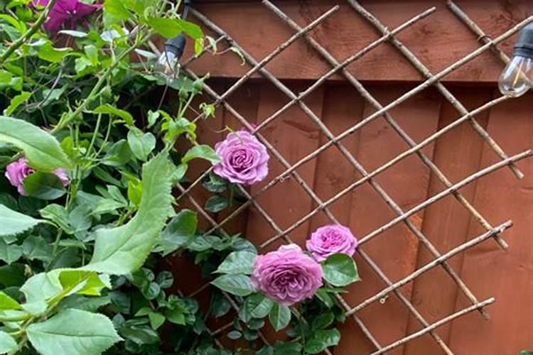 叶面水溶肥怎么喷施,才能让效果翻几番？