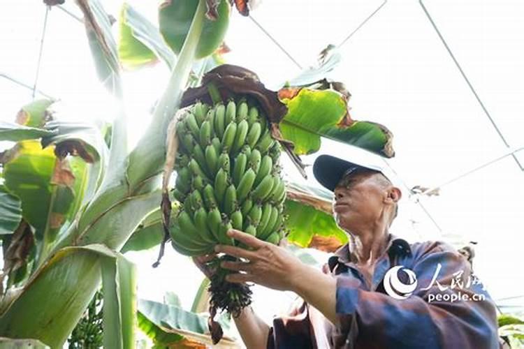 福进门大量元素水溶肥是通用的吗？