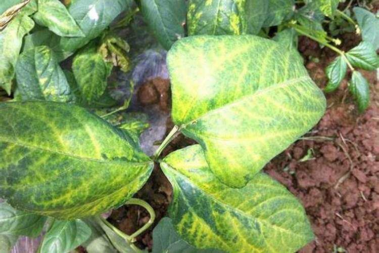 菜叶发黄是缺什么肥？