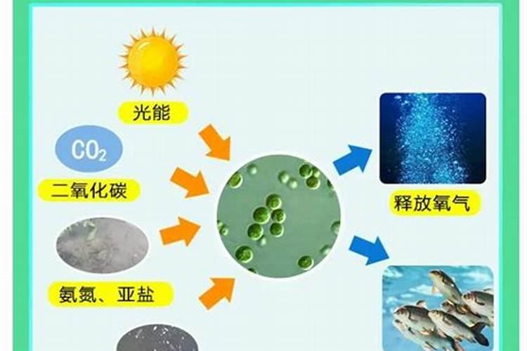 珍珠金鱼喜欢吃的小零食有哪些？