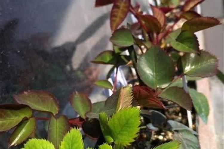 释迦果的功效与禁忌 番荔枝种植技术与修剪方法