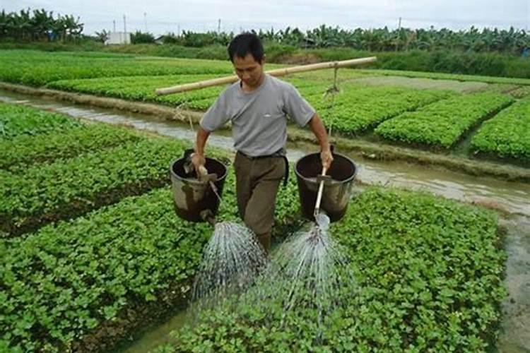 复合肥干施还是水溶