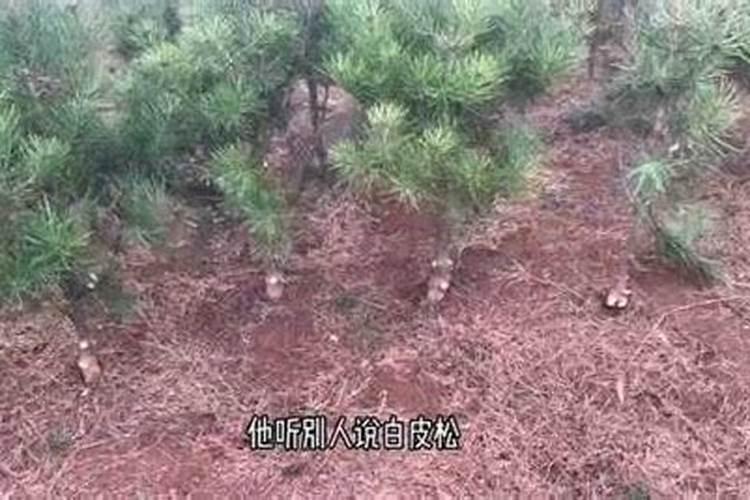 白皮松秋季施什么肥