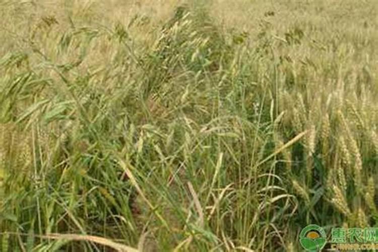 莜麦应该如何播种？有哪些需要注意的问题呢？