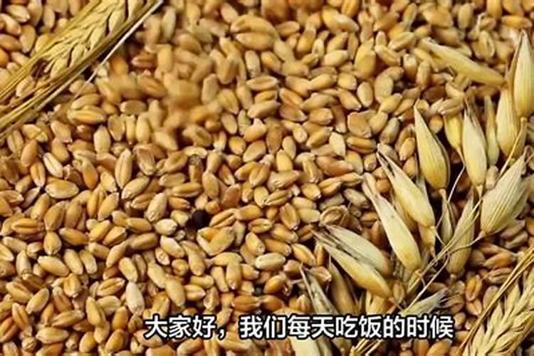 莜面是什么植物做成的 莜面是啥植物做成的