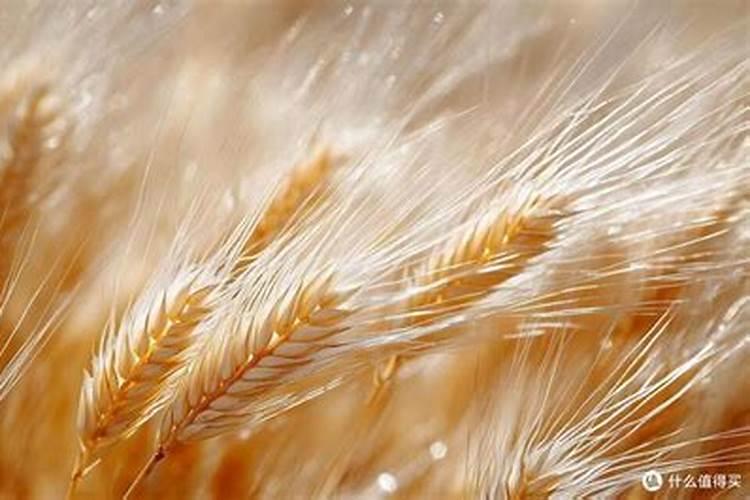 莜麦的种植能否重茬种植？