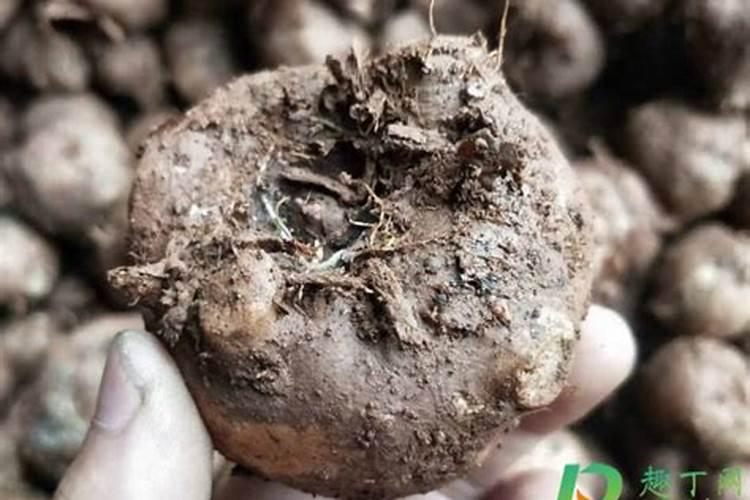 油菜施硼肥要注意什么
