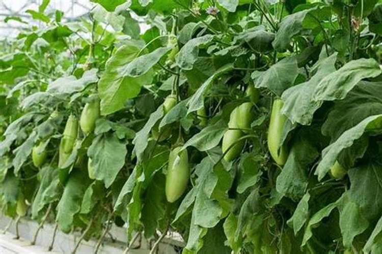 蔬菜施用磷肥过剩的表现是什么？