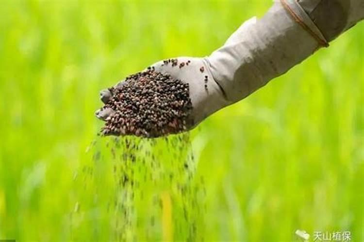 绿化树用什么肥料最好