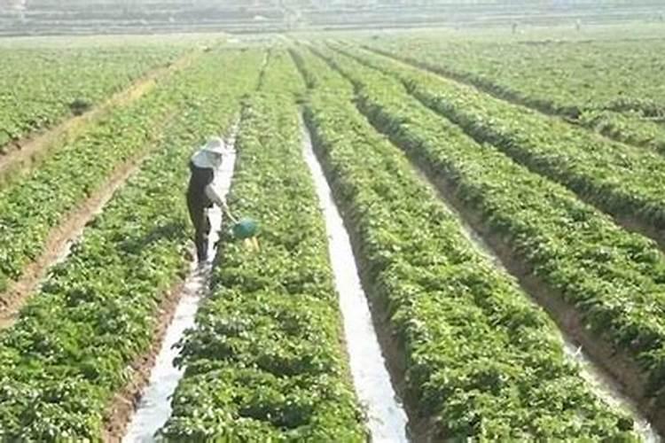 请问种土豆用什么肥好