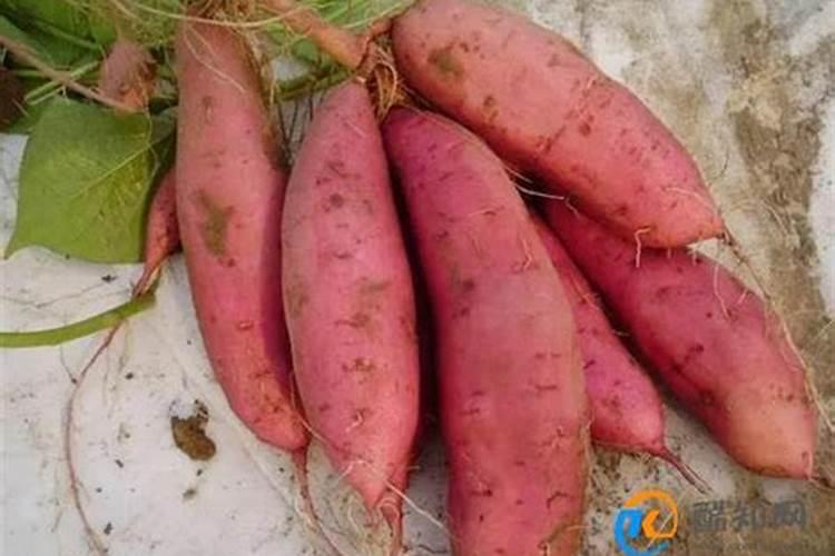 红薯使用什么肥料好