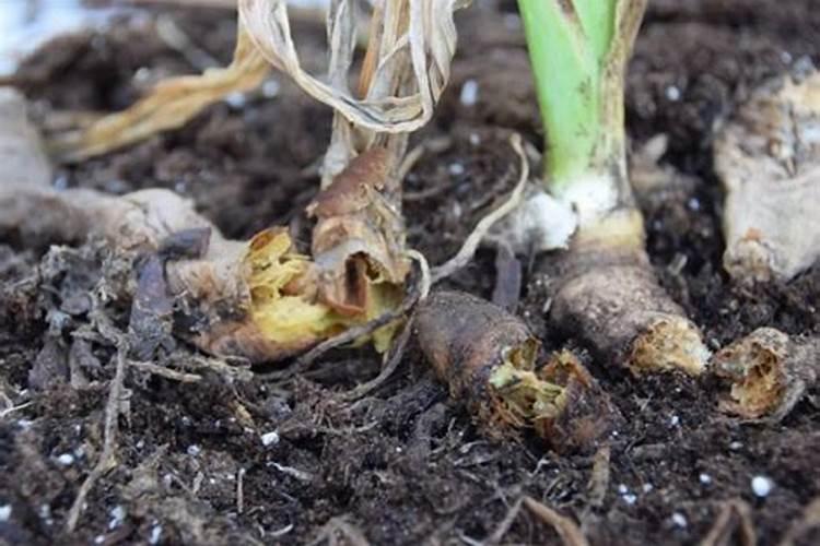 红糖加尿素加磷肥肥水养鱼一亩用多少比例