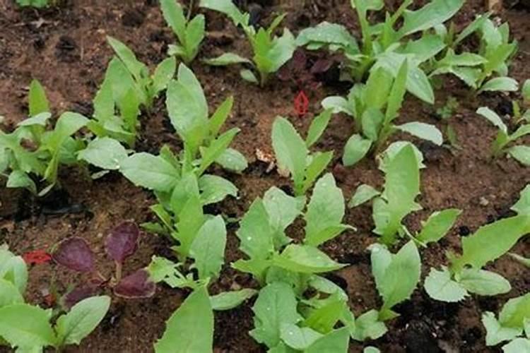 红汉菜种子发芽需要多少天红汉菜种子发芽需要几天