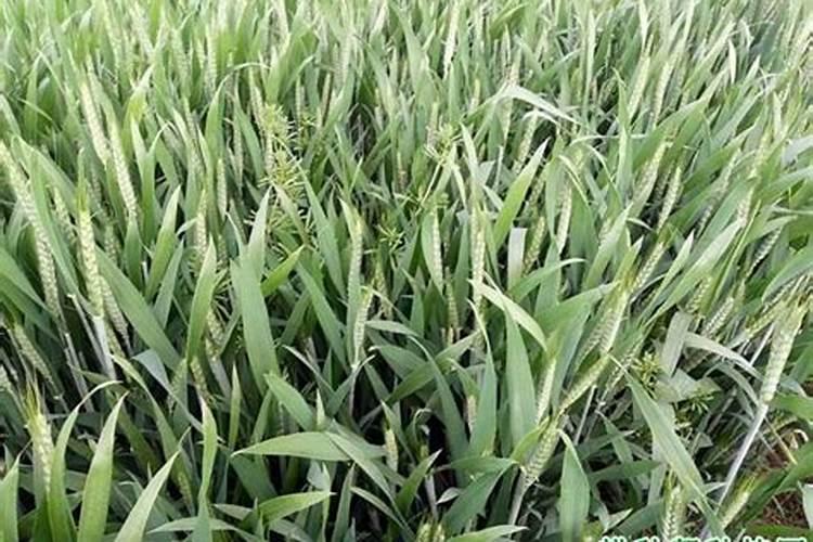 芸苔素内酯、硼肥、磷酸二氢钾在小麦上到底如何用？