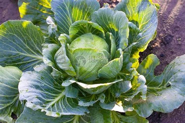 种白菜怎么施底肥