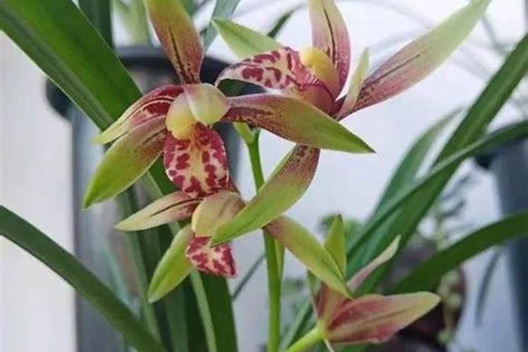 兰花秋天怎么养