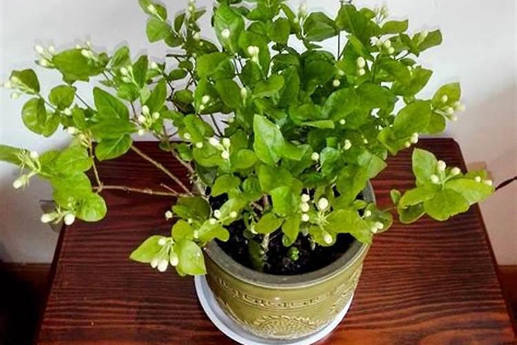 三伏天如何给茉莉花浇水,才能开花多又香？