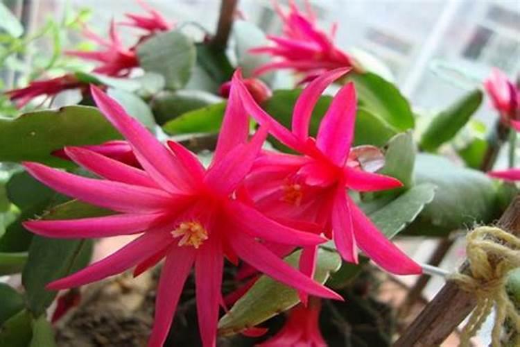 假昙花怎么施肥