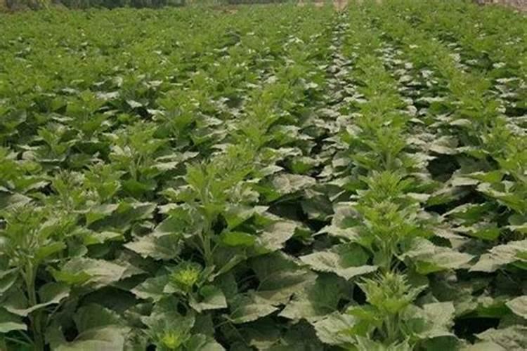 向日葵如何施肥