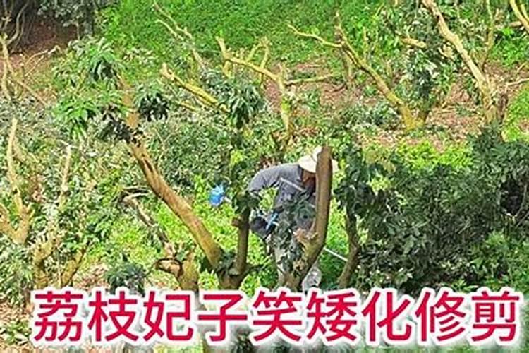 荔枝多久施肥一次