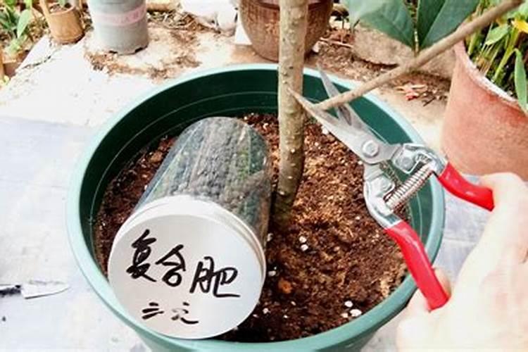 桂花树怎么施肥长得快