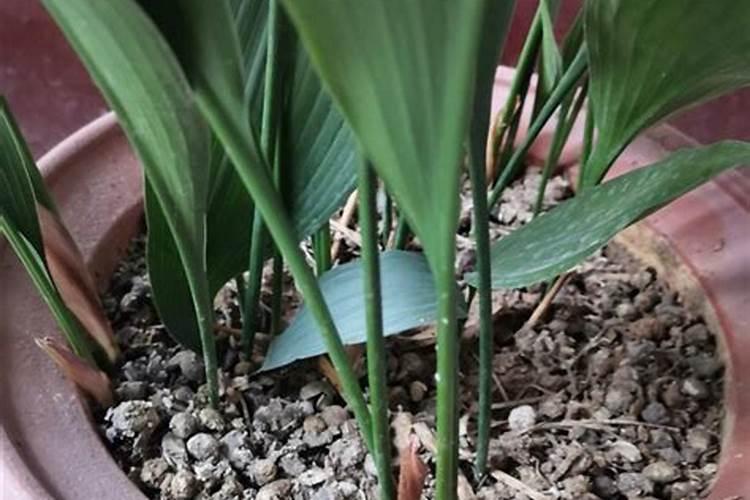 鸟粪能不能直接做花肥