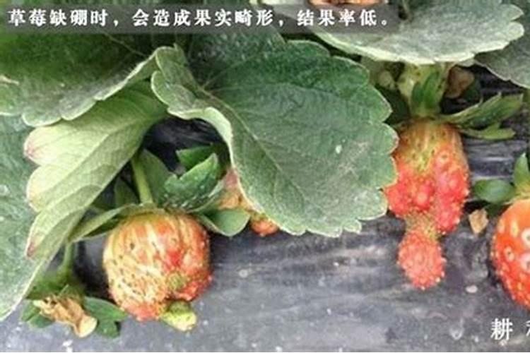 冬季草莓如何施肥才能高产