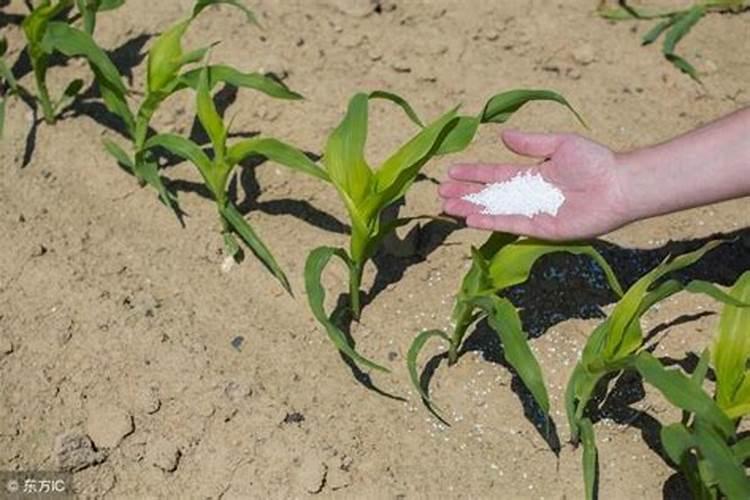 玉米底肥一次性施肥 氮磷钾 各用多少？