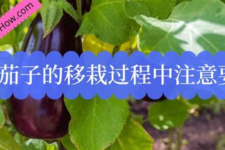 茄子移栽后几天施肥