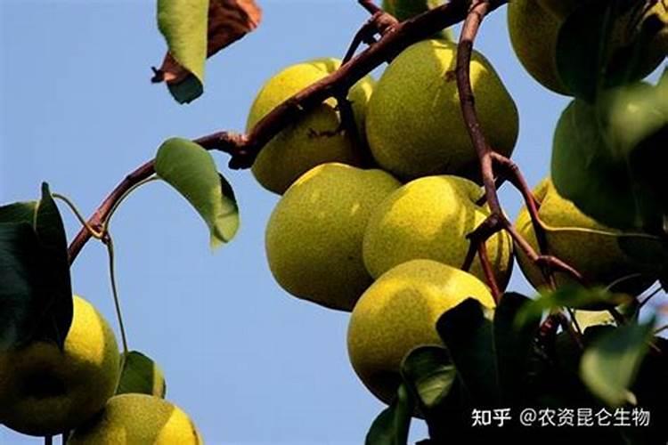 皇冠梨树如何施肥