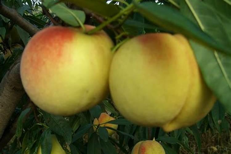 肥桃哪里能买到正宗的