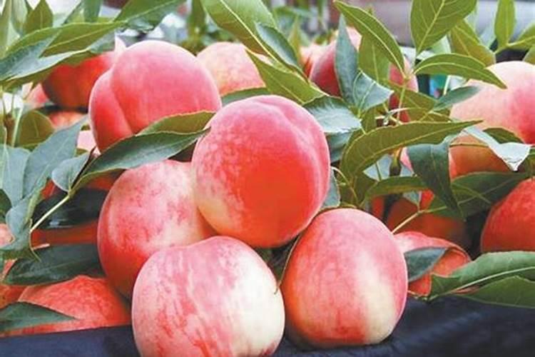 ,肥城肥桃好吃还是秦王桃好吃？？