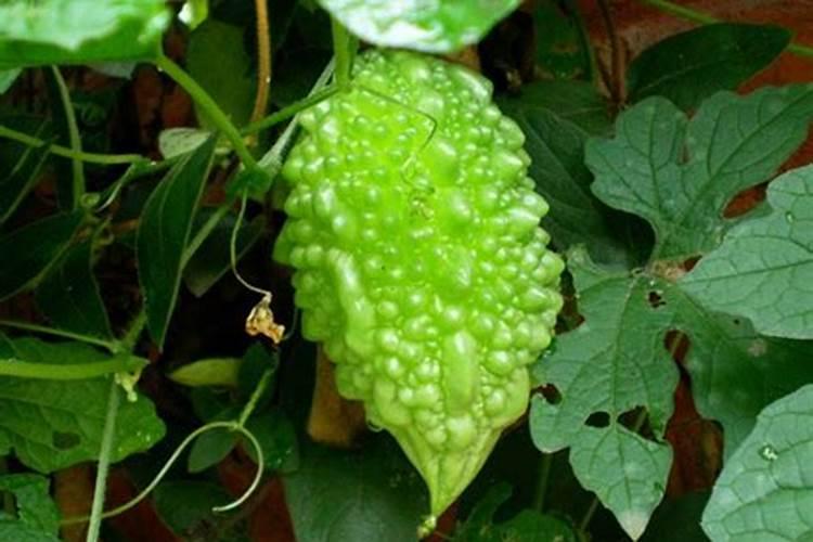 让人口水直流的观果盆栽,别说你不馋