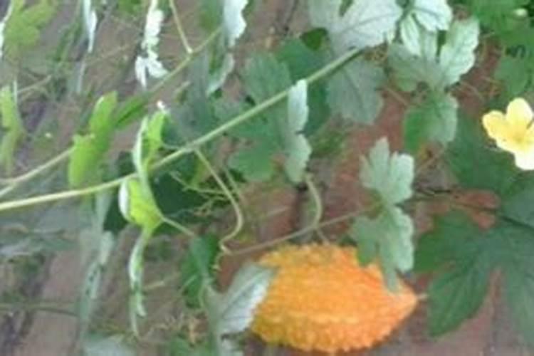 苦瓜的功效与作用 营养价值和吃法