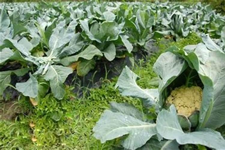 花菜施肥的技术 花菜怎么施肥