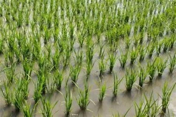 水稻什么时间施肥最好