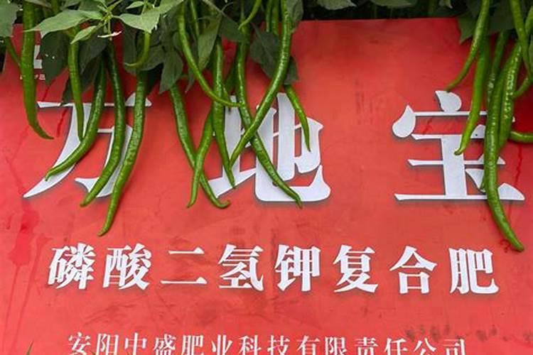 辣椒施什么肥最好