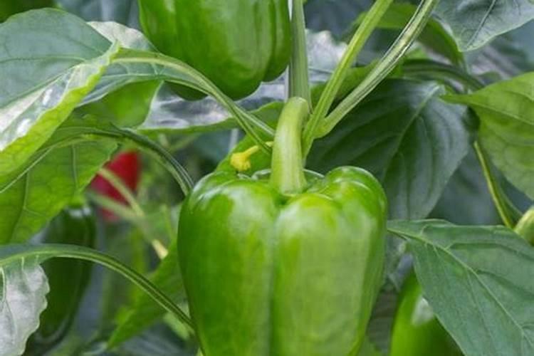 花椒用什么肥料好？