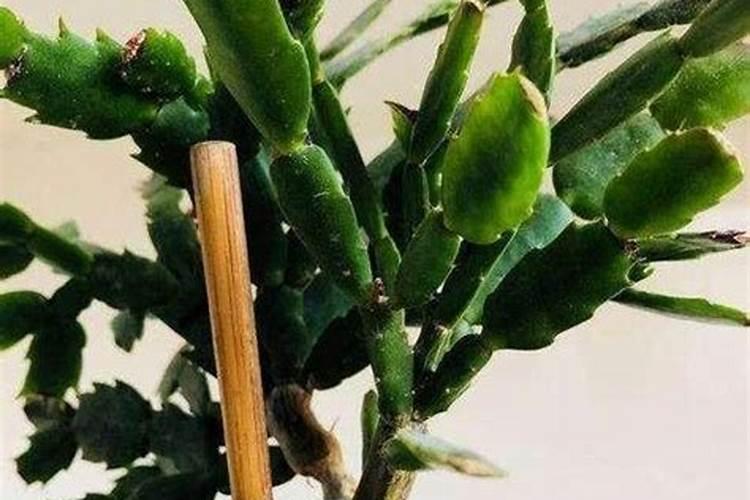 蟹爪兰开花时能施肥吗 蟹爪兰开花时能不能施肥呢