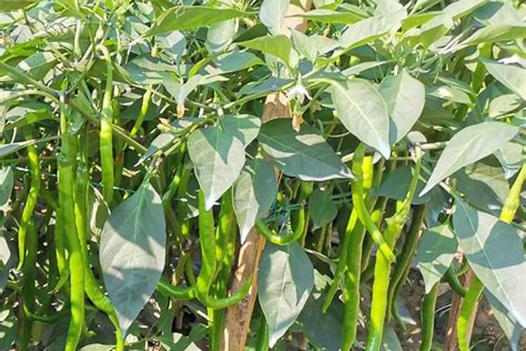 辣椒种植什么时候用肥料合适？辣椒用哪种叶面肥效果好？