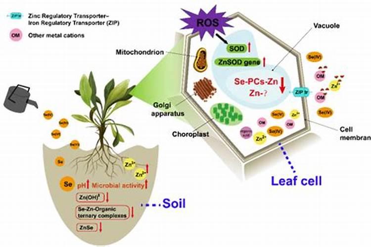花土的配方技术