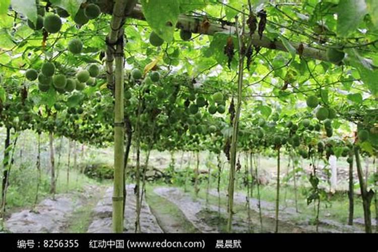 罗汉果施肥注意事项及方法 罗汉果施肥注意事项及方法介绍