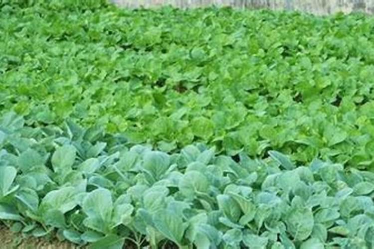 种菜底肥怎样施
