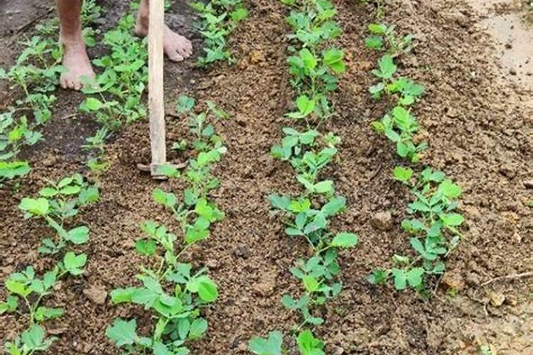 7月7号种花生什么时候可以放钾肥