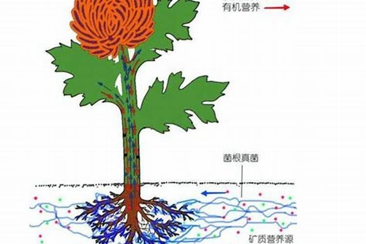 果树生根促根用什么效果最好？