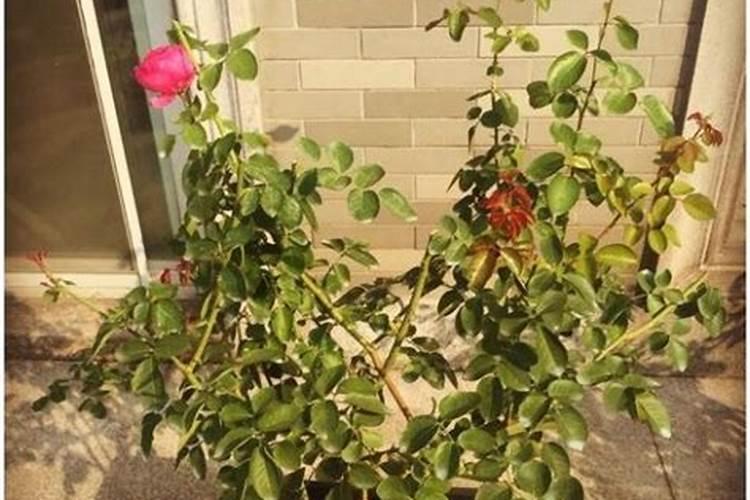 月季花施肥太多开花就少吗？