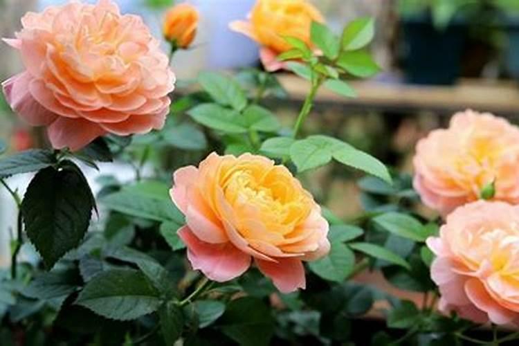 月季用什么牌子肥料好