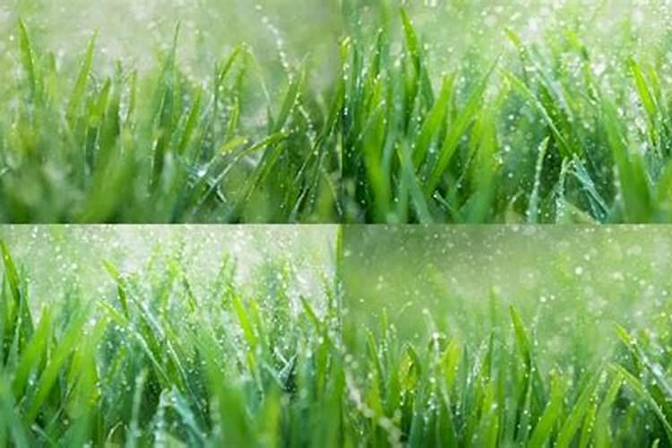 麦子地怎样施肥